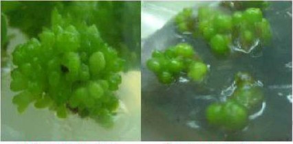 PHÀN 3 VẬT LIỆU VÀ PHƯƠNG PHÁP NGHIÊN CỨU 3 1 Vật liệu nghiên cứu Mẩu 2