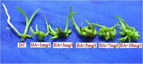 Ở môi trường đối chứng Ỷ2 MS và môi trường cỏ bổ sung BA thấp BA 1