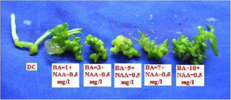 Trong nhân giống in vitro sau 60 ngày nuôi cấy khả năng phát sinh phôi soma tạo 2
