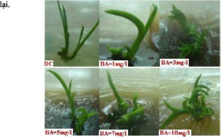 Chiều cao chồi Bảng 4 2 cho thấy các môi trường Vi MS và Vi MS lmg 1 BA 1