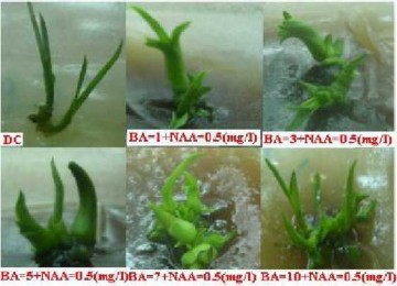 Thí nghiệm 2 Ảnh hưởng của TDZ và NAA lên quá trình nuôi cấy in vìfro của 2