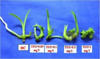 Như vậy chiều cao chồi tỷ lệ nghịch với sự phát sinh phôi soma và tạo 3