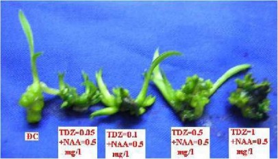 Sau 90 ngày nuôi cấy in vitro đa số phôi soma protocorm đều hình thành chồi lan do 4