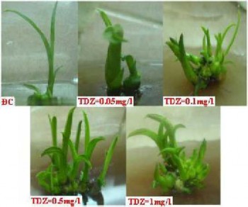 Số rễ Khi ta bổ sung TDZ vào môi trường nuôi cấy thì cũng chỉ cỏ ở môi 5