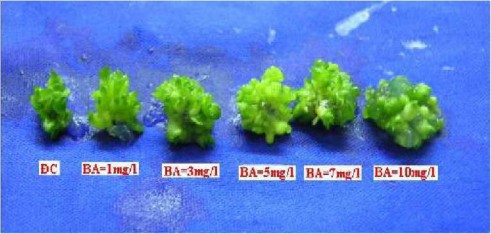 Chiều cao chồi luôn giảm dần ở những môi trường có bổ sung BA hoặc BA kết 1