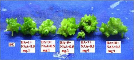 Hình 4 10 Chồi lan Dendrobium sau 60 ngày nuôi cấy in v ừ ro trên môi trường có 2