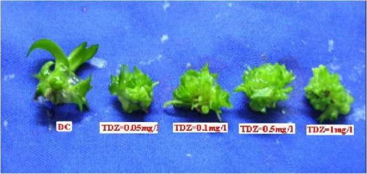 Chồi tháp Chứng tỏ TDZ và NAA không tác động đến sự phát triển của chồi 3