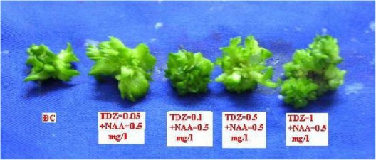 Đình 4 14 Chồi lan Dendrobium sau 60 ngày nuôi cấy in v ừ ro trên môỉ trường có 1