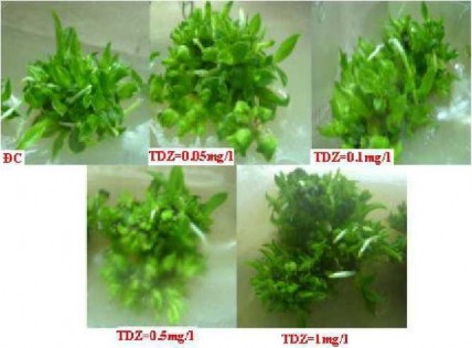 Hìn h 4 16 Chồi lan Dendrobium sau 90 ngày nuôỉ cấy in v ừ ro trên môi trường có 2