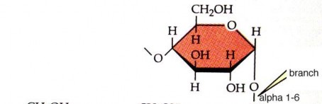 Tinh boät khoâng phaûi moät hôïp chaát đoàng theå maø goàm hai polysaccharide khaùc 10