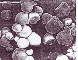 Hình 1 4 Tinh boät saén 1500X Hình 1 5 Tinh boät saén 3500X Tinh boät saén daây coù 4