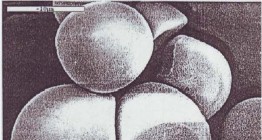 Hình 1 4 Tinh boät saén 1500X Hình 1 5 Tinh boät saén 3500X Tinh boät saén daây coù 5