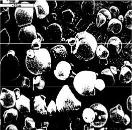 Tinh boät saén daây coù hình daïng gaàn gioáng tinh boät saén nhöng haït coù nhieàu 6