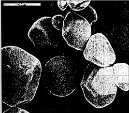 Hình 1 7 Tinh boät saén daây 3500X Kích thöôùc trung bình cuûa haït saén daây nhoû 7