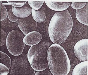 Hình 1 8 Tinh boät huyønh tinh 1500X Hình 1 9 Tinh boät huyønh tinh 3500X Quan saùt 8