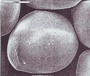 Hình 1 9 Tinh boät huyønh tinh 3500X Quan saùt ôû đoä phoùng đaïi 3500x beà maët 9