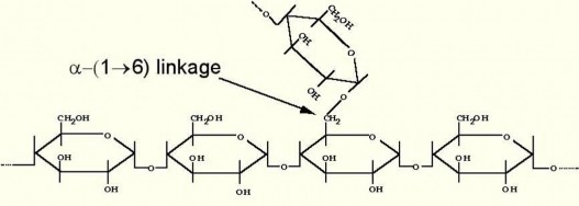 Hình 1 13 Caáu truùc amylopectin Moái lieân keát nhaùnh naøy laøm cho phaân töû coàng 1