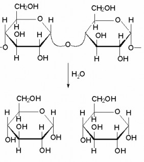 Hình 1 14 Phaûn öùng thuûy phaân cuûa tinh boät Caùc nhoùm hydroxyl trong tinh boät 2