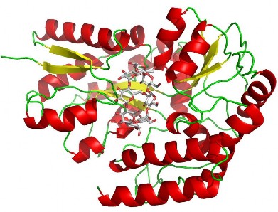 Hình 1 19 Caáu truùc khoâng gian cuûa amylase Ngoaøi caùc lieân keát α 1 4 vaø 1