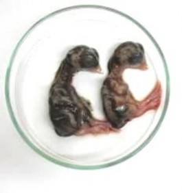 48giờ 72giờ Đ i chứng Phôi nhiễm virus Phôi đối chứng Hình 3 7 Bệnh tích ph i 1