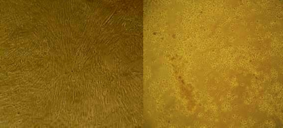 3 3 3 Kết quả x c định đ c lực củ i c A H5N1 clade 7 3 3 3 1 Th ng đ c lực dự t 2