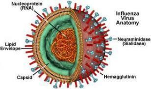 A B Hình 1 3 Hình ảnh i c A A Hình ảnh ph ng B Hình th i dưới kính hi n i điện 2