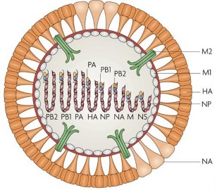 Hình 1 4 M hình hệ gen i c A St bb 1965 Các phân đoạn 4 và 6 mã hóa cho các protein 1