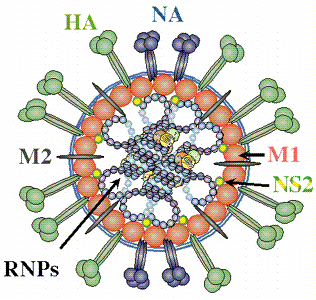Hình 1 5 M ph ng cấ t c kh ng ng yên H e l tinin à Neuraminidase www aht org uk Sự kết 2