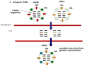 NA hoặc cả hai gen của các chủng virus cúm A đã thích nghi người để tạo ra 1