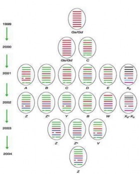 Hình 1 13 C c genotype củ i c gi cầ A H5N1 đ c lực cao Li à c 2007 Từ năm 2001 200 1