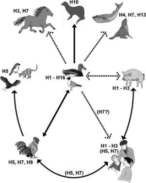 Hình 1 14 M i q n hệ lây nhiễ à thích ứng c c loài ật chủ củ i c A Wahlgren 2