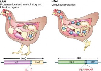 Hình 1 16 Minh hoạ ùng cle ge ite củ i c H5N1 đ c lực thấp L AI à đ c lực 4