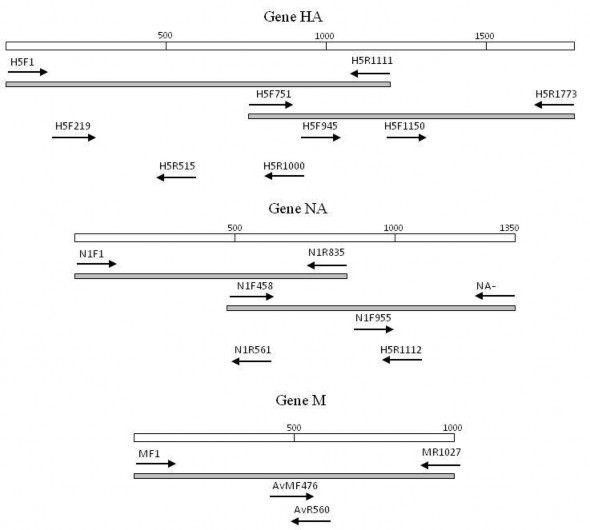 Hình 2 1 Sơ đồ b t í p i e giải t ình tự gen H5 N1 à M i c A H5N1 2 3 2 12 Tiê 1