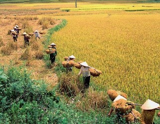 Ngày mùa Núi rừng Cao Bằng Phja Đén Hồ Thang Hen Thác Bản Giốc Động Ngườm 13