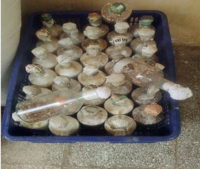 Giống nấm cấp II Giai đoạn ươm sợi Quả thể non Quả thể trưởng thành Bịch 6