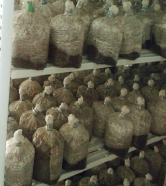 Giai đoạn ươm sợi Quả thể non Quả thể trưởng thành Bịch nhiễm mốc 7