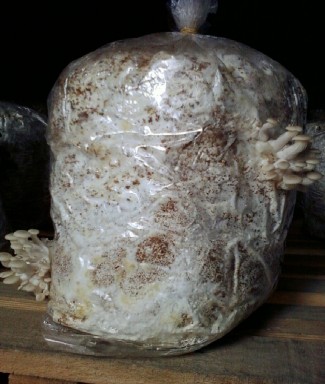 Quả thể non Quả thể trưởng thành Bịch nhiễm mốc 8