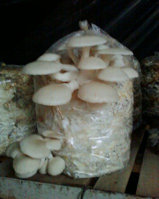 Quả thể trưởng thành Bịch nhiễm mốc 9