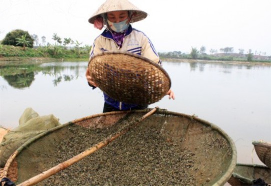 Hình 4 1 Hộ dân Phạm Thị Nghìn đang đánh bắt tép Cũng tương tự như vậy 1