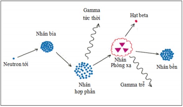Hình 1 1 Mô hình kích hoạt nhân bia tạo nhân phóng xạ 1 1 3 Phổ thông lượng 1