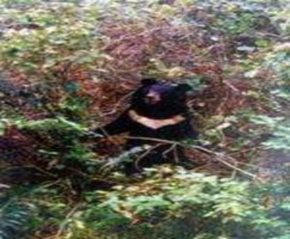 Gấu ngựa ở Phong Nha – Kẻ Bàng Lan hài đốm Một gốc Bách xanh núi đá 10