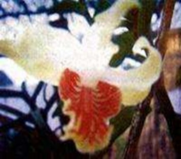 Lan hài đốm Một gốc Bách xanh núi đá 11