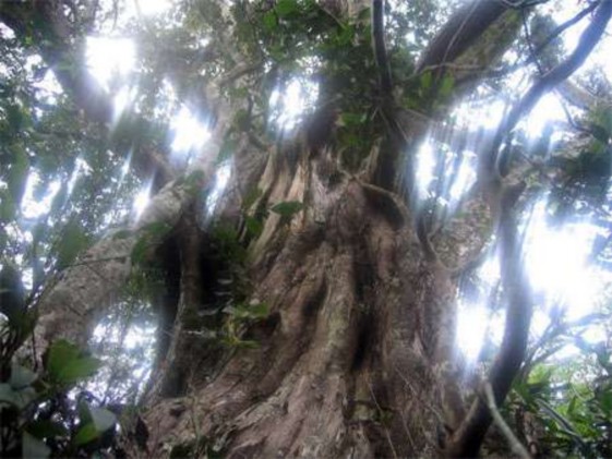 Một gốc Bách xanh núi đá 12