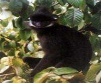 Voọc Hà Tĩnh ở Phong Nha – Kẻ Bàng Gấu ngựa ở Phong Nha – Kẻ Bàng Lan hài 9