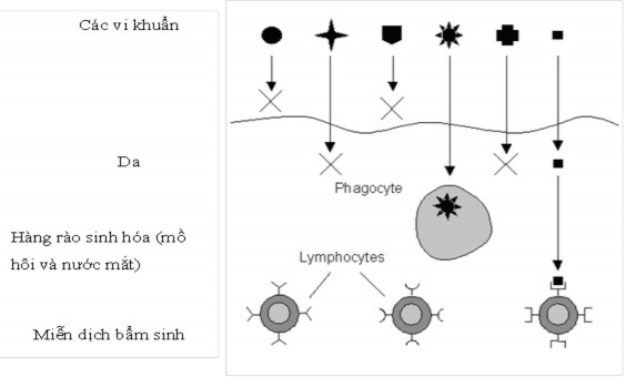 Hình 2 Các tầng hệ miễn dịch sinh học HMD sinh học có thể coi như một cấu 1