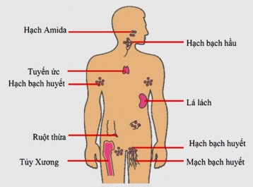 Hình 2 Một số bộ phận của HMD sinh học Trong quá trình chọn lọc các tế bào 2