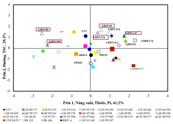 Hình 3 1 Phân nhóm 33 dòng vô tính theo phương pháp phân tích thành phần chính 1