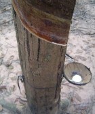 Hình 3 6 a Cây bình thường không khô mặt cạo Hình 3 6 b Cây khô mặt cạo 1