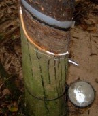 Hình 3 6 a Cây bình thường không khô mặt cạo Hình 3 6 b Cây khô mặt cạo 2