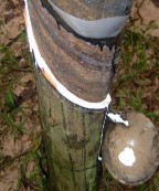 Hình 3 6 a Cây bình thường không khô mặt cạo Hình 3 6 b Cây khô mặt cạo 3